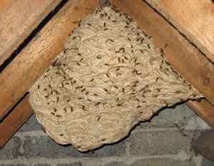Large wasps nest in roof space